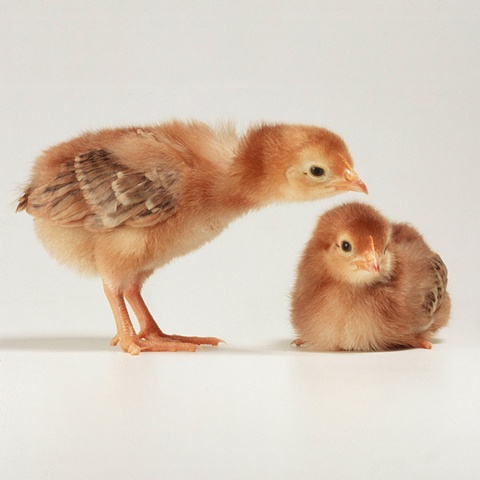 Photograph of baby chicks made in 2003 by JoAnn Baker Paul in Steamboat Springs, Colorado