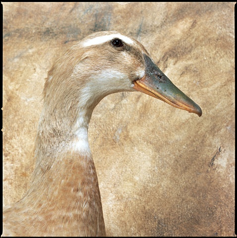 Studio photograph of a Buff Duck, 2004 in Steamboat Springs, Colorado