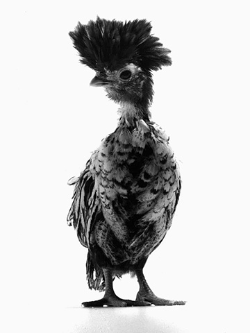 Studio photographs of Silver Crested Polish chicken made by JoAnn Baker Paul photographer, chickens, fine art, fine printmaking, in Steamboat Springs, Colorado.