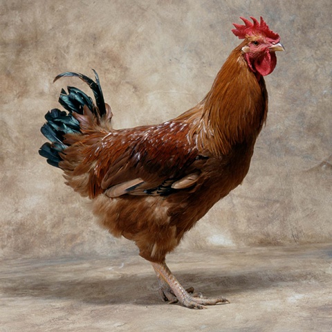 Studio photograph of a New Hampshire Red Cockerel made in 2005 in Steamboat Springs, Colorado.