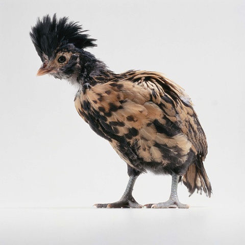 Studio photograph of a adolescent crested polish chicken made in 2003 by JoAnn Baker Paul in Steamboat Springs, Colorado, fine art, fine printmaking,