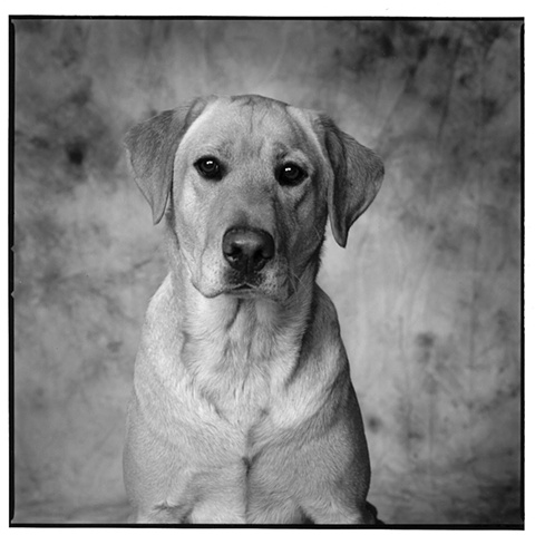 Photograph of dog, fine art, fine art print, Steamboat Springs, Colorado by JoAnn Baker Paul   