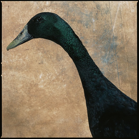 Photograph of a Black Indian Runner Duck in Steamboat Springs, Colorado