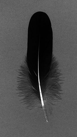  Photograph of goose feather, feather, fine art, fine art print, Steamboat Springs, Colorado by JoAnn Baker Paul   