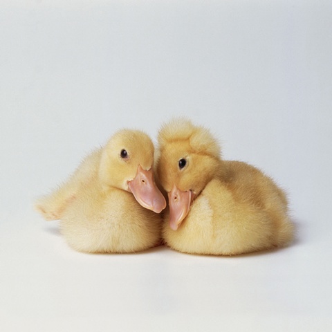 Photograph of baby ducklings made in 2002 by JoAnn Baker Paul photographer, fine art, fine printmaking 