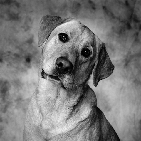 Studio Dog Portrait of a Yellow Lab by JoAnn Baker Paul photographer, dogs, fine art, fine printmaking, in Steamboat Springs, Colorado. 
