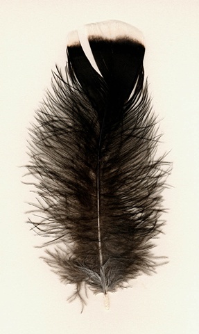  Photograph of turkey feather, feather, fine art, fine art print, Steamboat Springs, Colorado by JoAnn Baker Paul   