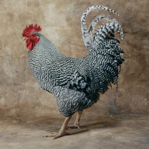 Studio photograph of a Barred Rock Rooster, Rooster, fine art, fine art prints, made in 2003 in Steamboat Springs, Colorado by JoAnn Baker Paul.