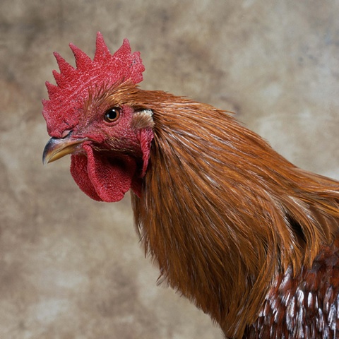 Studio photograph of a Chicken made in 2005 in Steamboat Springs, Colorado.