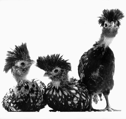 Studio photographs of adolescent Silver Crested Polish chickens made in 2003 by JoAnn Baker Paul photographer, chickens, fine art, fine printmaking, in Steamboat Springs, Colorado.