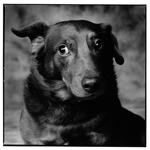 Photograph of dog, fine art, fine art print, Steamboat Springs, Colorado by JoAnn Baker Paul   