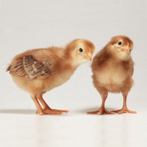 Photograph of baby chicks made in 2003 by JoAnn Baker Paul in Steamboat Springs, Colorado