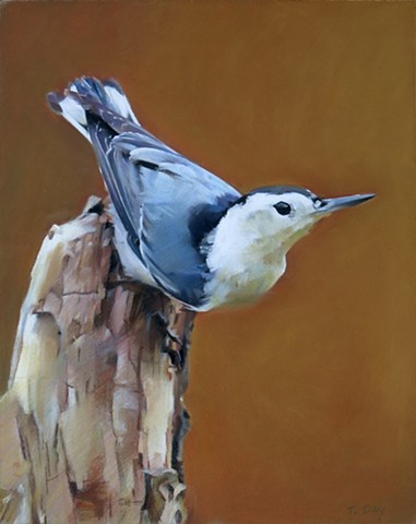 White-breasted Nuthatch