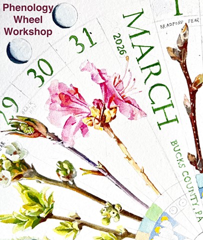 June Phenology Wheel Workshop  (click on image for more information)