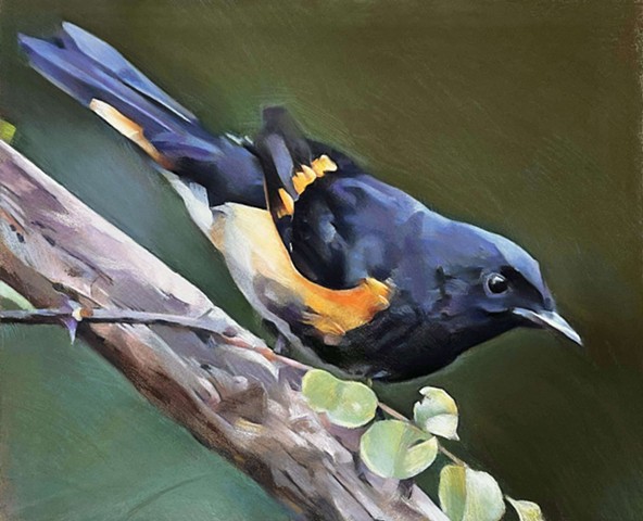 American Redstart