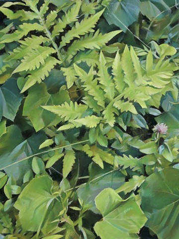 "Common Trailside Plants (Sensitive fern, Wild Grape and Red Clover)"