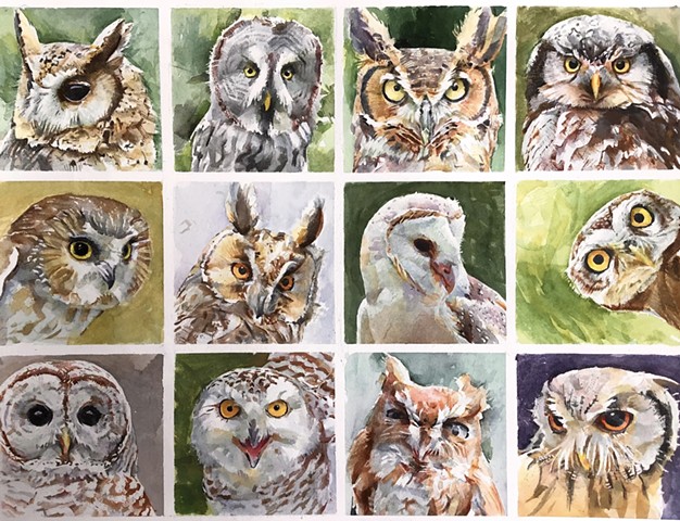 Twelve North American Owls