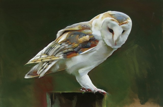 Barn Owl