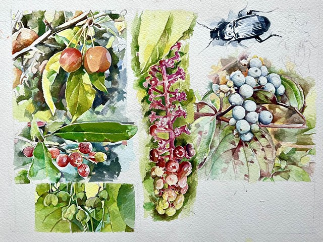 Berry Studies