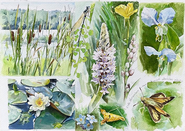 Lakeside Plants in July, Lake Nockamixon