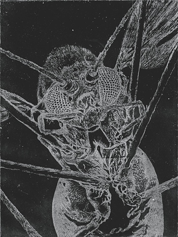 picture of brigitte caramanna, fly, fly close up, examination, etching, intaglio, specimen, examine, nature, life, insect, earth, intaglio printmaking by brigitte caramanna