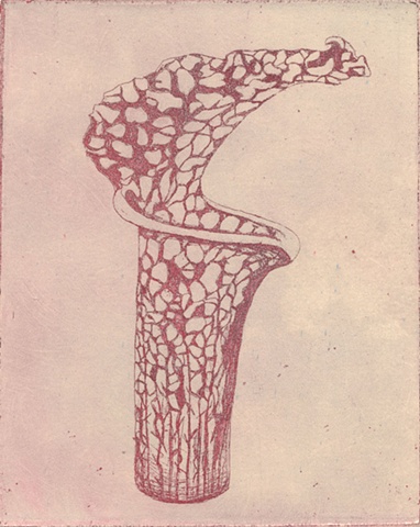 Brigitte Caramanna, sarracenia, plant, earth, magenta, life, forms, specimen  intaglio printmaking by brigitte caramanna