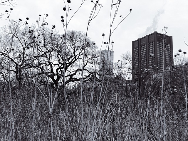 Photograph of Central Park, Reeds, Trees, Buildings, Manhattan, NYC, by Judith Ebenstein