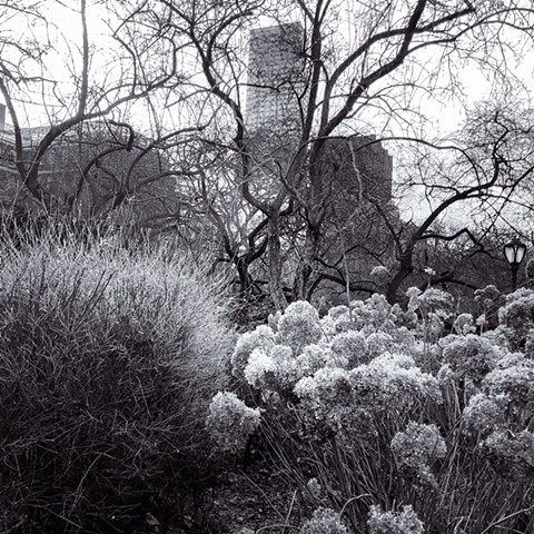 Photograph of Central Park, Manhattan, NYC, the Garden, Buildings, by Judith Ebenstein