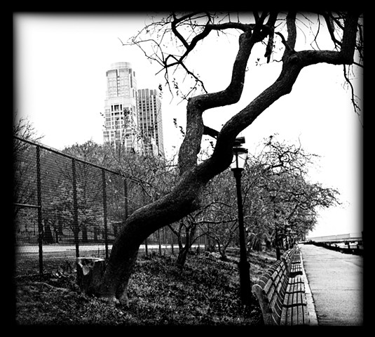 Photograph of a Tree, by the Hudson River, Upper West Side, UWS, New York City, NYC, by Judith Benstein