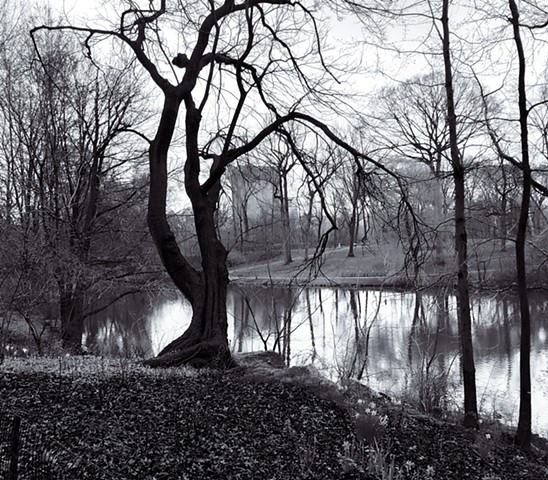 Photograph of Central Park, Trees, Pond, Building, Manhattan, NYC, by Judith Ebenstein