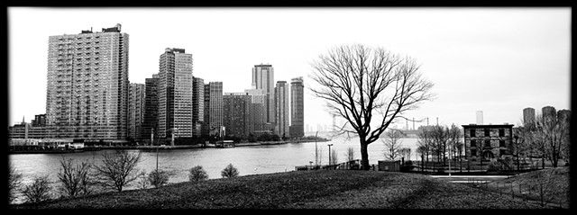 Photograph of Roosevelt Island, Tree, Long Island City, Queens, East River, NYC, New York City, Buildings, by Judith Ebenstein