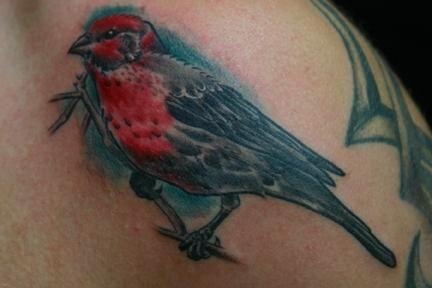 Animal Farm Tattoos Chicago Tatuajes Red Bird Tattoo 