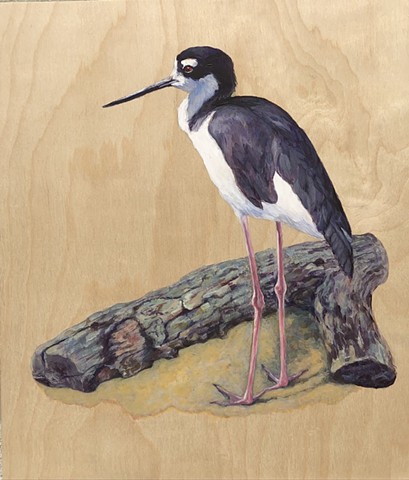 "Black-Necked Stilt"