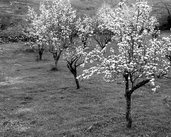 Apple Trees in Bloom