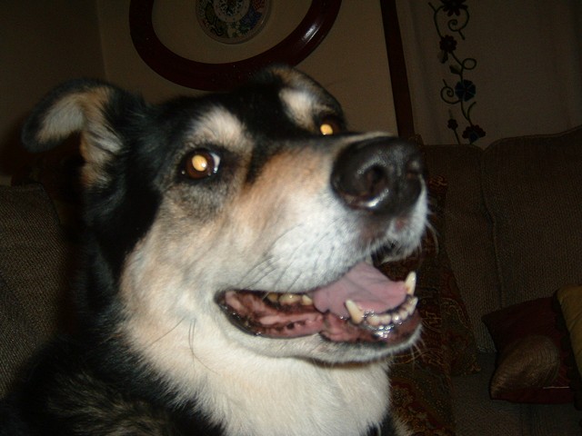 Pretty Kieta...a big pup with a big personality!