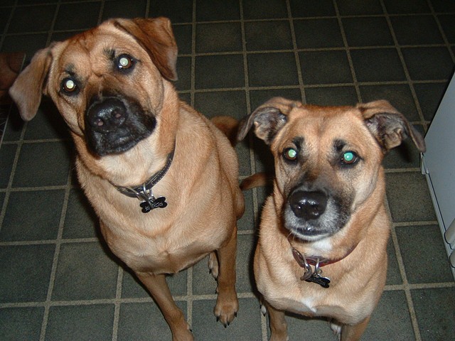 Tuck and Cooper waited so patiently while I snapped a picture!  They knew there would be treats in their future!