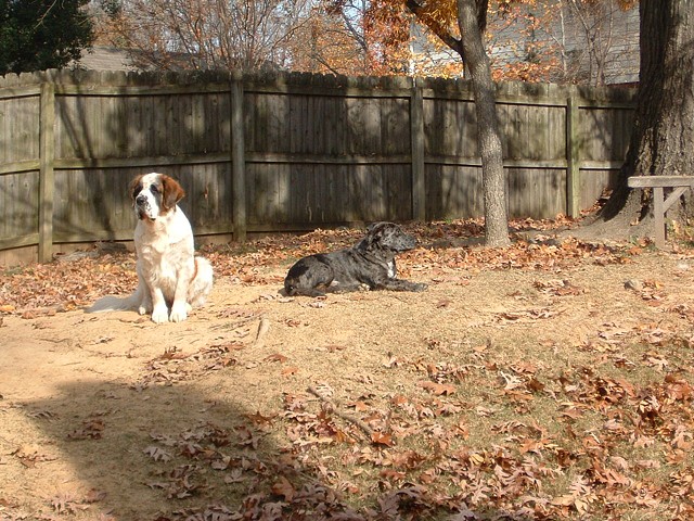 Gretchen and Otis....keeping watch over the yard.
