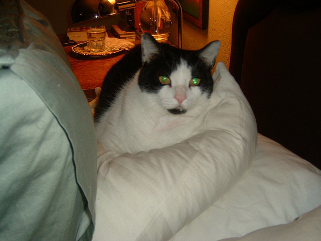 Dante's keeping mom and dad's pillow warm while they're gone.  What a sweetie!
