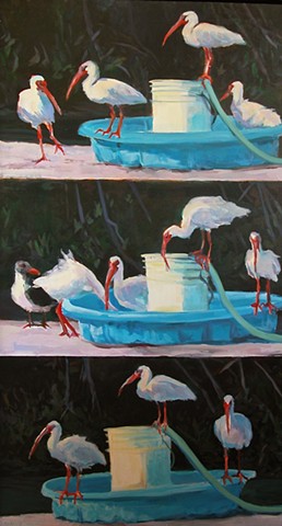 Ibis, Key Largo, triptych, wildlife, nature, acrylic, painting on canvas