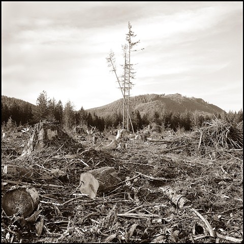 Three Trees In Clear Cut, Olympic Peninsula, WA