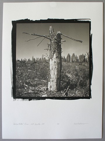 Decapitated Pine