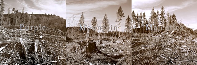 Forest clearcut