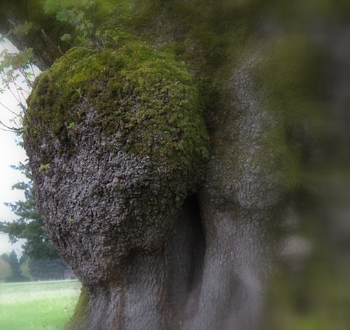 Face in the tree.