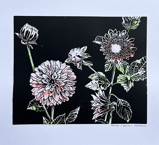 Night Dahlias Color