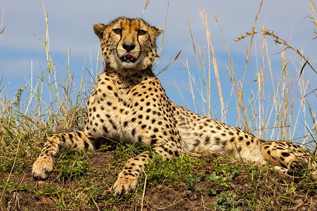 Cheetah Poses