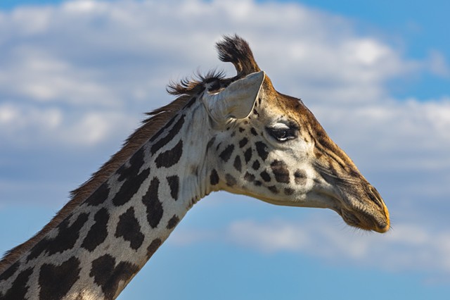 Giraffe Closeup