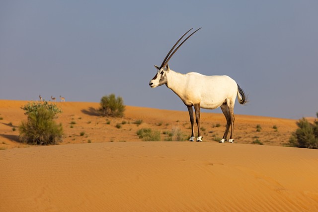 Arabian Oryx 2