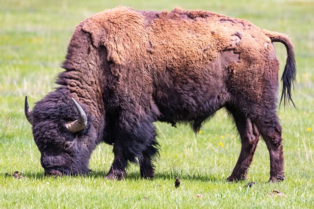 Elk Ranch Flats Bison