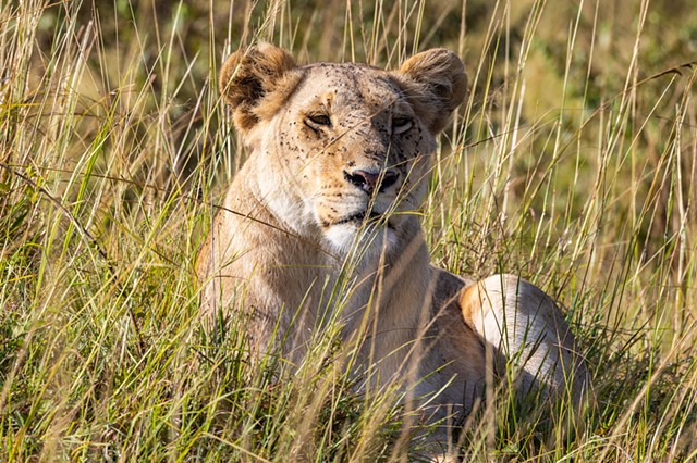 Lioness in the Grass