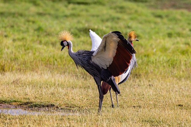 Gray Crown Cranes
